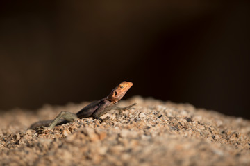 Agama lizard