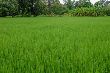 Local rice farm in country side Thailand with green leaf and meadow full of rice background. Abstract of freedom, faraway and peace