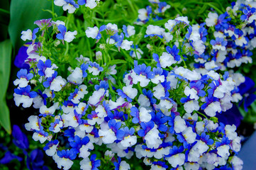 Closeup to blossom flowers with colorful of colour 