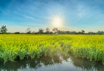 Ripe sunlit rice fields promise a bumper crop for farmers