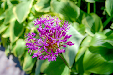 Flower name Allium prattii with pink colour, blooming full and look like a ball