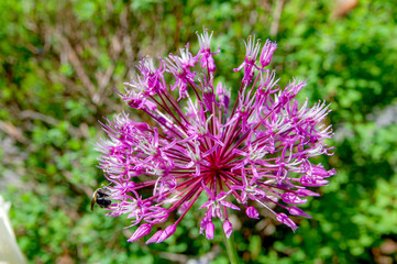 Flower name Allium prattii with pink colour, blooming full and look like a ball