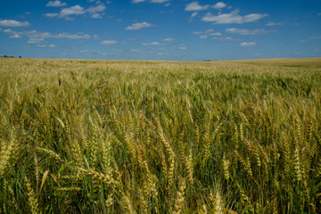 field of wheat
