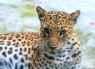 Portrait of leopard prints in the natural world. This is an animal belonging to the cat family needs to be preserved in nature