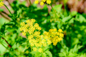 Closeup to blossom flowers with colorful of colour 