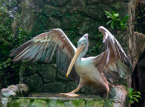 Lesser adjutant stork in the natural world, they are classified in the red list of rare animals in Vietnam. This bird can weigh nearly 10kg when growing up, feet longer than 50cm, 20cm long, 1m high.