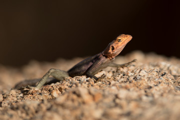 Agama lizard