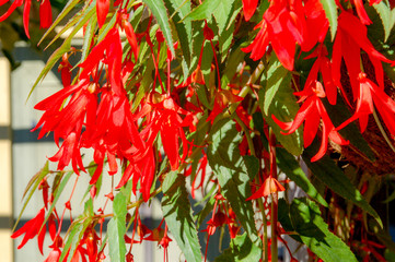 Closeup to blossom flowers with colorful of colour 