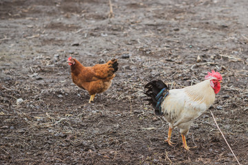 Hens on farm , concept domestic animals at village 