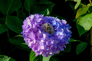 Closeup to blossom flowers with colorful of colour 