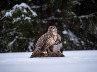 Common buzzard (Buteo buteo) with a killed rabbit on the snow. Bird of prey on snow. Common buzzard...