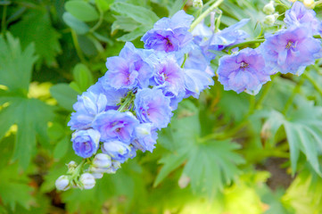 Closeup to blossom flowers with colorful of colour 