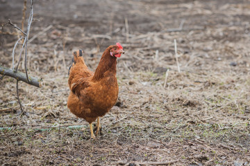 Hens on farm , concept domestic animals at village 