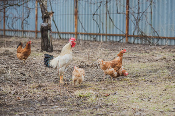 Hens on farm , concept domestic animals at village 