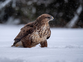 Common buzzard (Buteo buteo) with a killed rabbit on the snow. Bird of prey on snow. Common buzzard...
