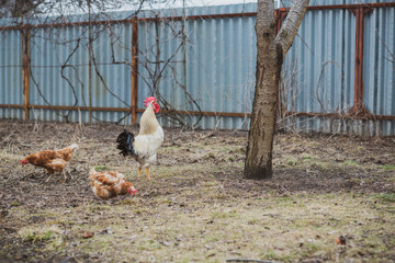 Hens on farm , concept domestic animals at village 