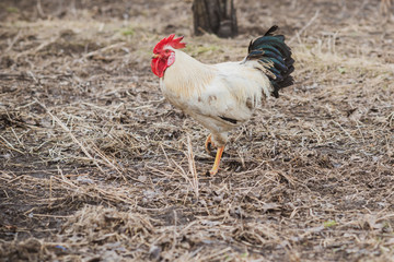 Hens on farm , concept domestic animals at village 