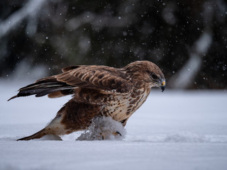 Common buzzard (Buteo buteo) with a killed rabbit on the snow. Bird of prey on snow. Common buzzard on snow.