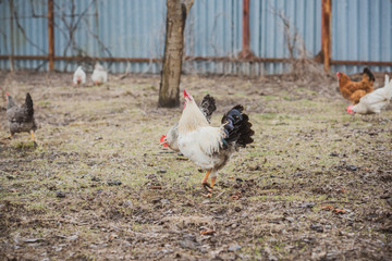 Hens on farm , concept domestic animals at village 