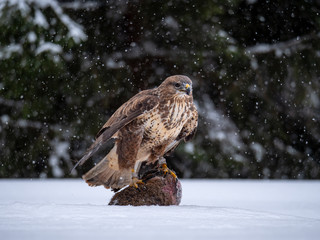 Common buzzard (Buteo buteo) with a killed rabbit on the snow. Bird of prey on snow. Common buzzard on snow.