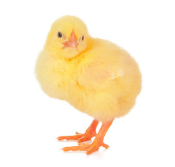 Small yellow chicken isolated on a white background.