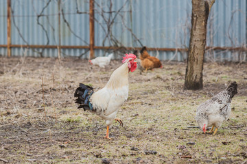 Hens on farm , concept domestic animals at village 