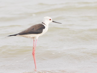 Bird Black winged Stilt in lagoon blur nature background