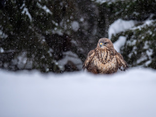 Common buzzard (Buteo buteo) with a killed rabbit on the snow. Bird of prey on snow. Common buzzard...
