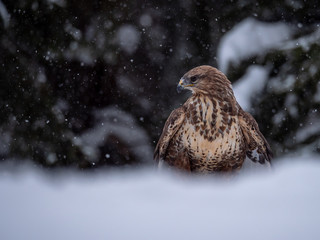 Common buzzard (Buteo buteo) with a killed rabbit on the snow. Bird of prey on snow. Common buzzard on snow.