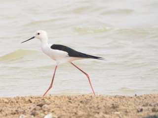 Bird Black winged Stilt in lagoon blur nature background