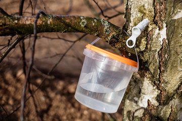 Obraz premium harvesting birch sap in the forest in spring in March and April