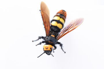 hornet