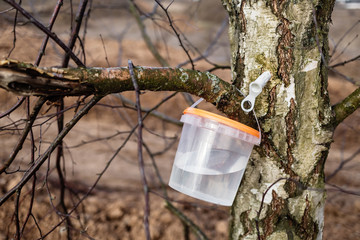 harvesting birch sap in the forest in spring in March and April