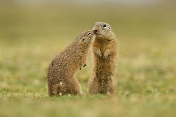 Naklejka na ściany i meble European ground squirrel couple kissing