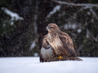 Common buzzard (Buteo buteo) with a killed rabbit on the snow. Bird of prey on snow. Common buzzard on snow.
