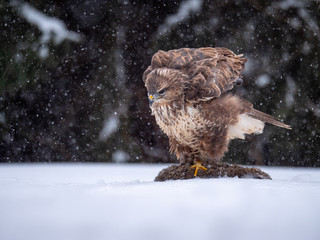 Common buzzard (Buteo buteo) with a killed rabbit on the snow. Bird of prey on snow. Common buzzard...