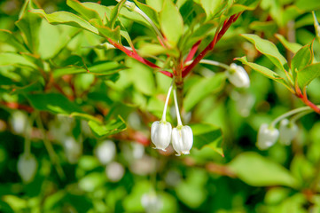 Closeup to blossom flowers with colorful of colour 