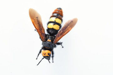 hornet