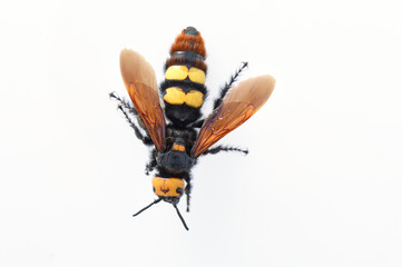 hornet