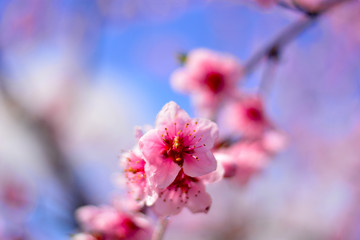 cherry blossom in spring