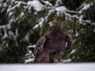 Golden eagle (Aquila chrysaetos) in the forest during snowfall rips pieces of meat from frozen racoon carcass. Golden eagle on snow.