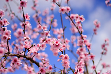 the beautiful bloom with the blue sky in the background