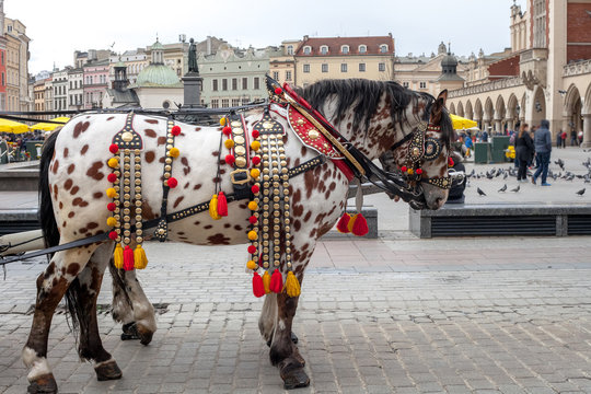 Spotted Appaloosa horse with carriage riding on city street in Krakow, Poland