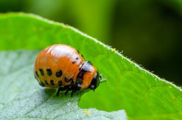 Red larva of the Colorado potato beetle eats potato leaves