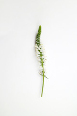 아름다운 봄 꽃들, 활짝핀 아름다운 꽃 ,꽃 오브젝트