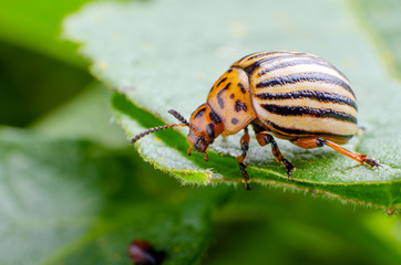 Colorado potato beetle eats green potato leaves