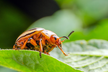 Colorado potato beetle crawling on potato leaves