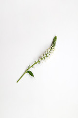 아름다운 봄 꽃들, 활짝핀 아름다운 꽃 ,꽃 오브젝트