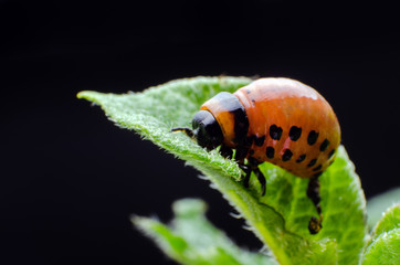 Red larva of the Colorado potato beetle eats potato leaves
