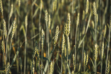 Green ears of wheat. Background wheat field